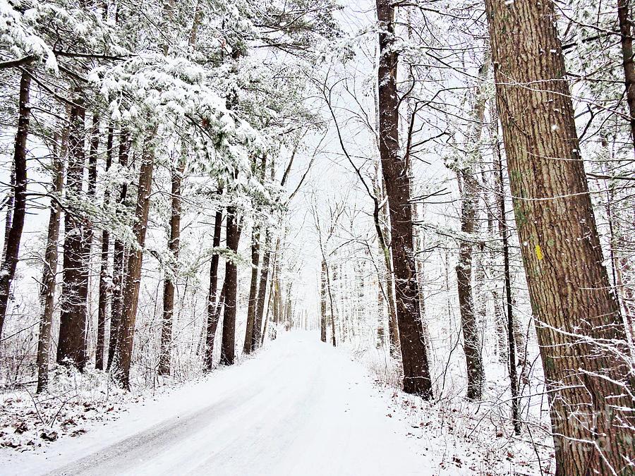 Beautiful Trees In Winter Photograph by Marcia Lee Jones
