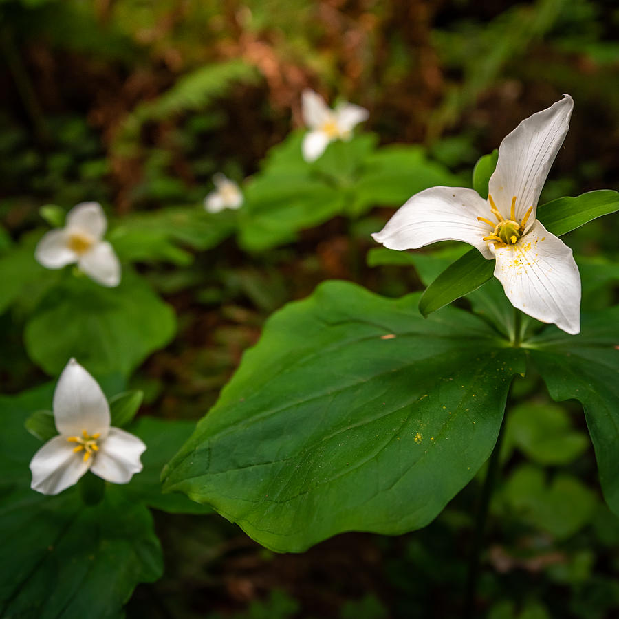 Beautiful Trilliums Photograph by Trevor McBroom - Fine Art America