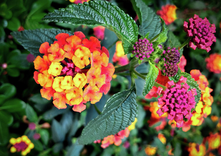 Beautiful tropical lantanas flowers with green leaves Photograph by Ka ...