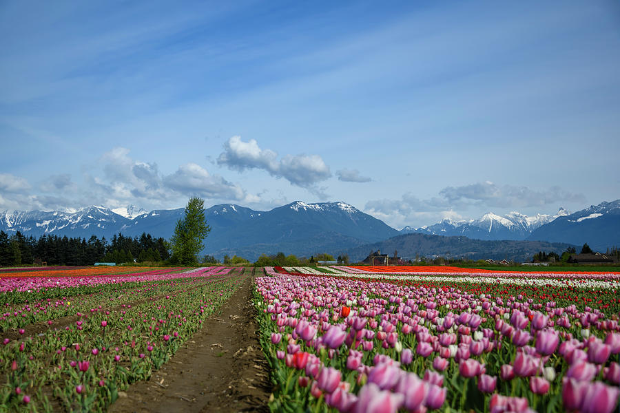 Beautiful Tulip Field Landscape Photo. Photograph