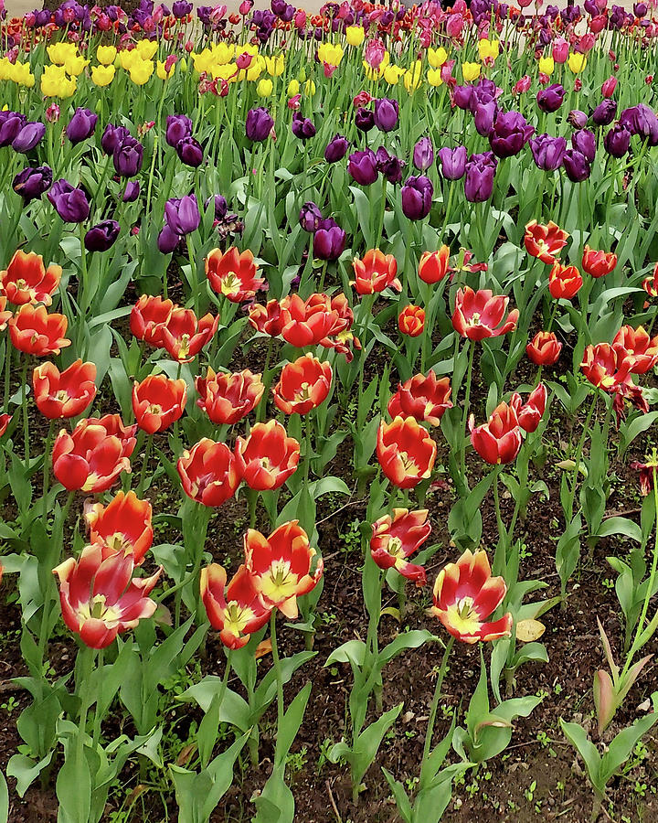 Beautiful Tulip Garden Flowerbed Of Red Purple Yellow Tulips  Digital Art by Irina Sztukowski