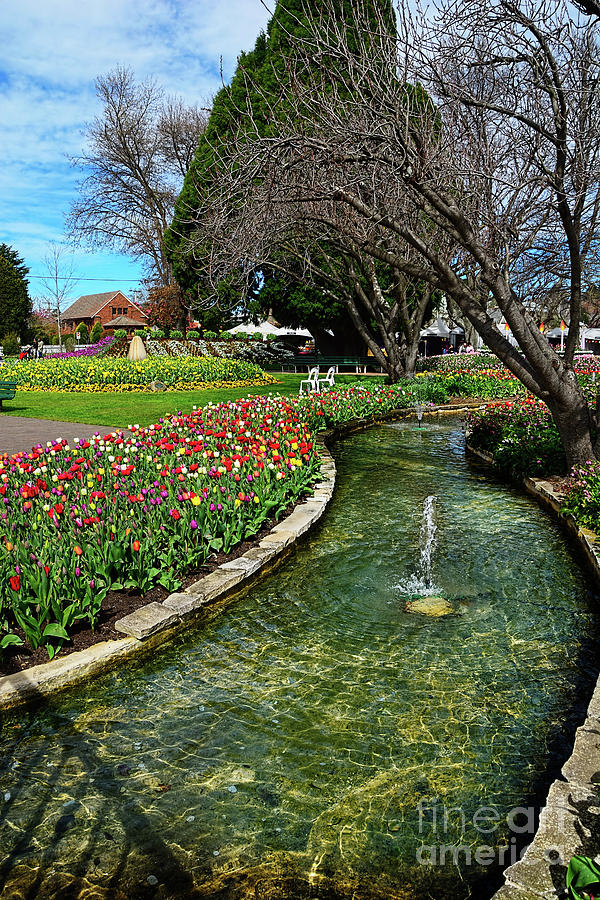 Beautiful Tulip Gardens Photograph by Kaye Menner