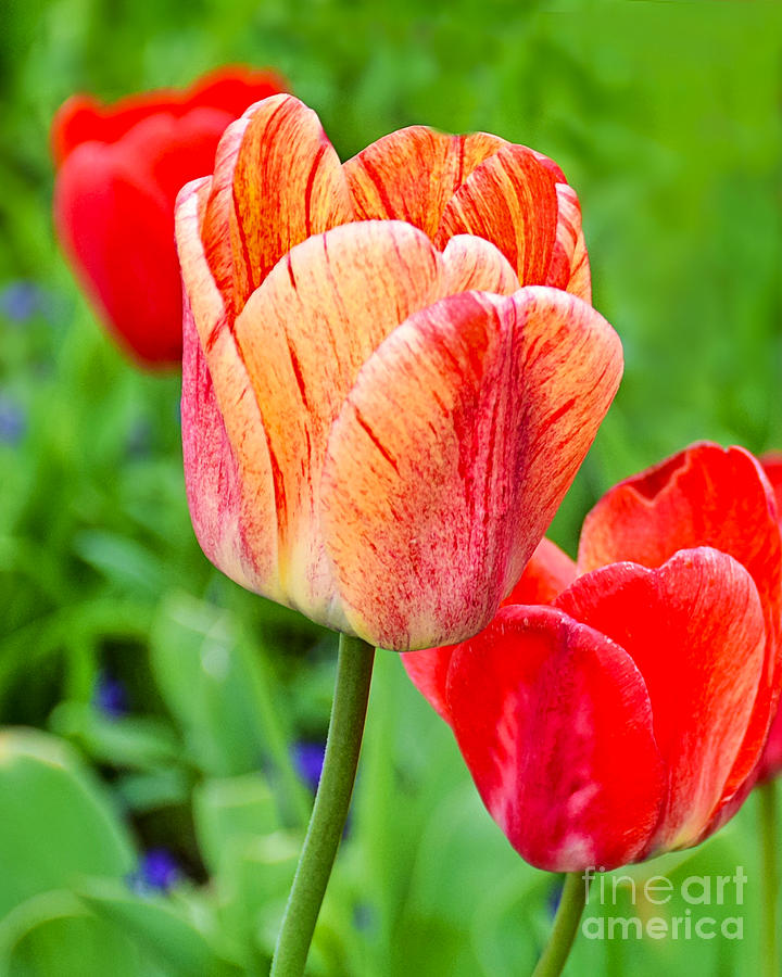 Beautiful Tulips Photograph by Kathy M Krause
