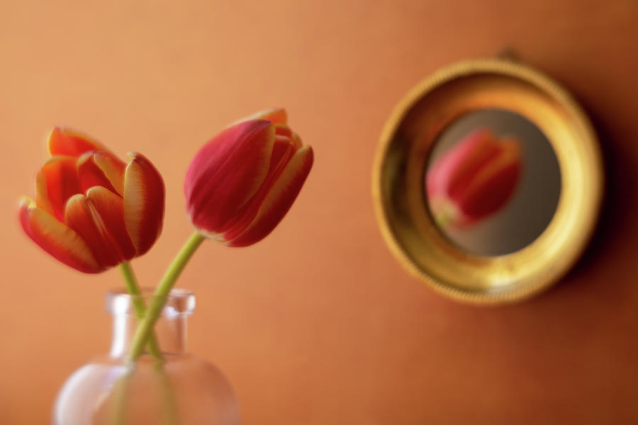 Beautiful Tulips Reflection Photograph by Tina Horne