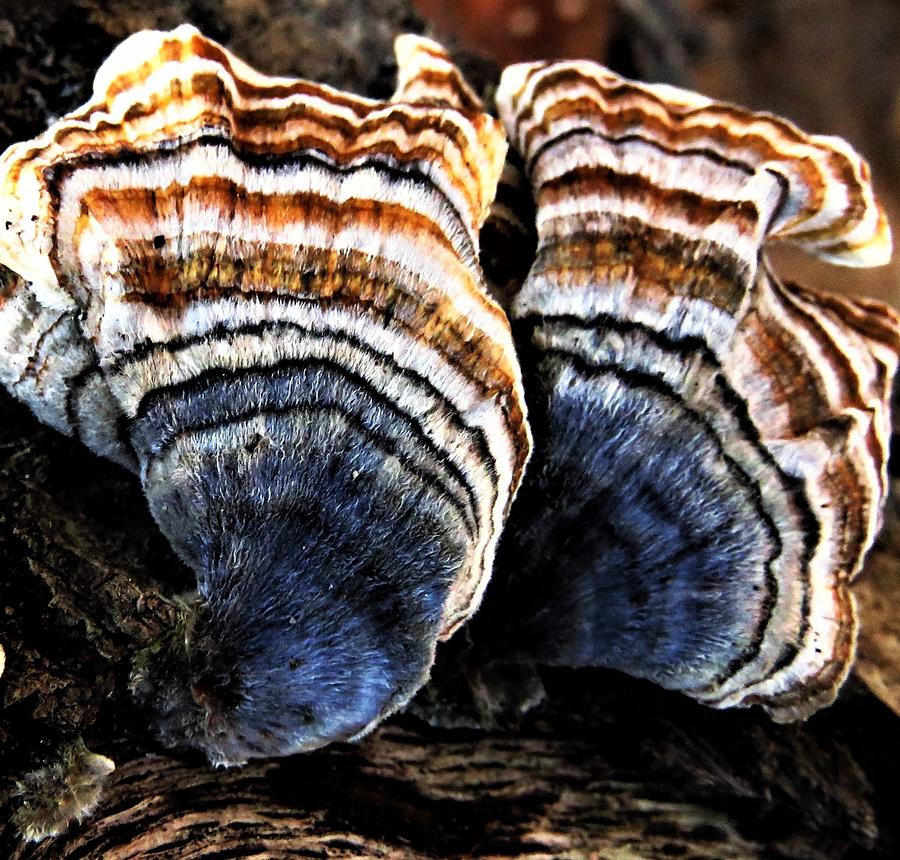 Beautiful Turkey Tail Fungus  Photograph by Lori Frisch