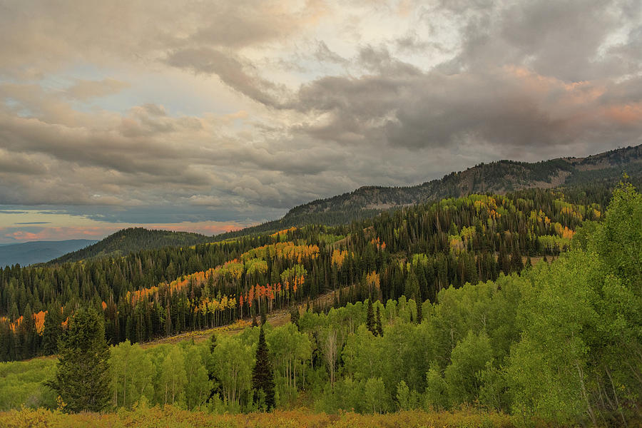 Beautiful Utah Wasatch Sunset With Aspens and Pine Forest Photograph by TM Schultze