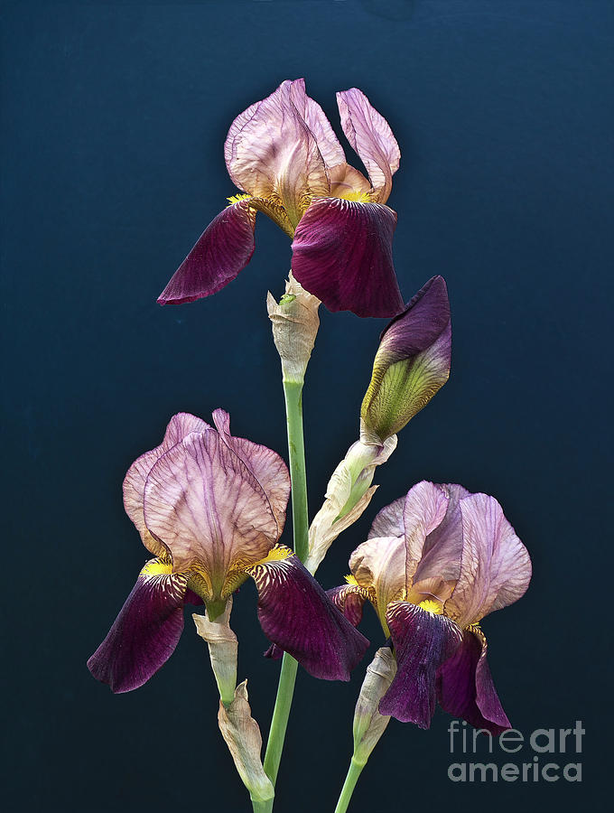 Beautiful velvet burgundy Irises  Photograph by Tatiana Bogracheva