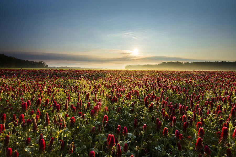 Beautiful view of red clover plants during sunset Photograph by SimonSkafar
