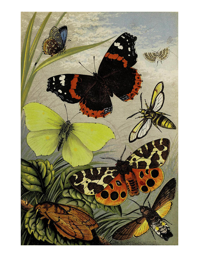 Beautiful Vintage Butterfly Collection Mixed Media by Lorena Cassady