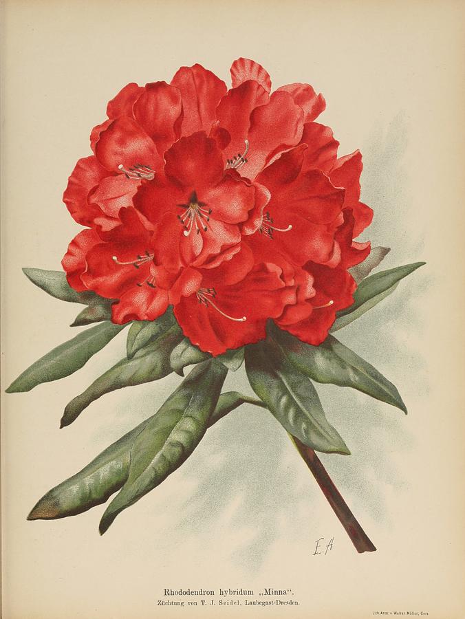 Beautiful vintage Rhododendron Mixed Media by World Art Collective