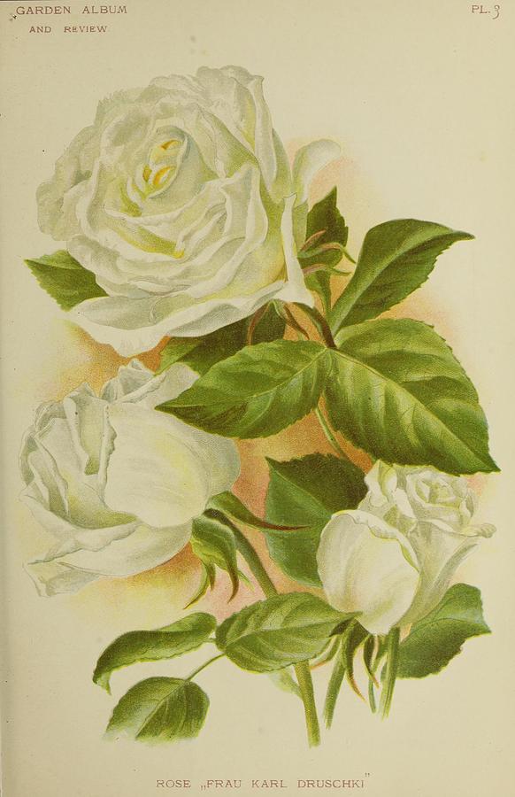 Beautiful vintage white rose Mixed Media by World Art Collective