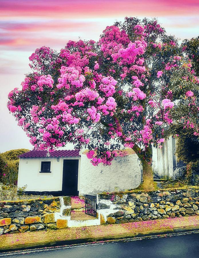 Pink Blossom Morning in the White Shed  Photograph by Marco Sales