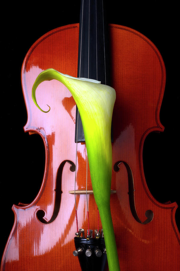 Beautiful Violin An Whlite Calla lily Photograph by Garry Gay Fine Art America