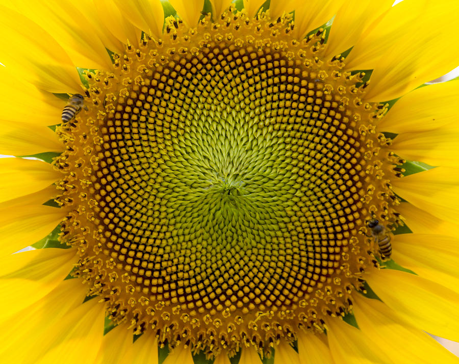 Beautiful Warm Sunflower Close Photograph by Gloszilla