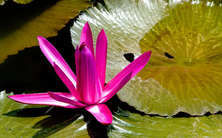 Beautiful water lilies, beautifying parks and gardens around the world. Photograph by CRMacedonio