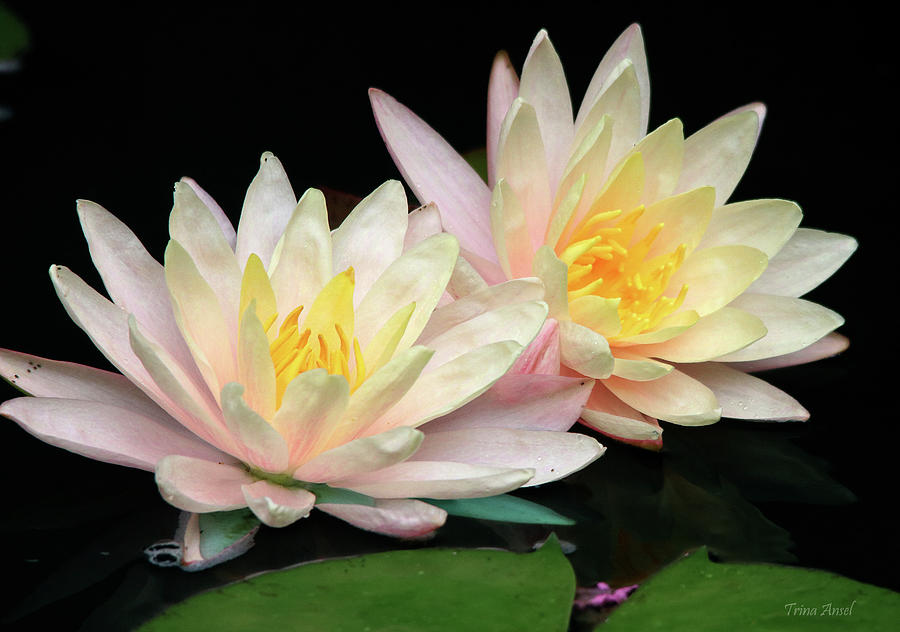 Beautiful  Water Lilies Photograph by Trina Ansel