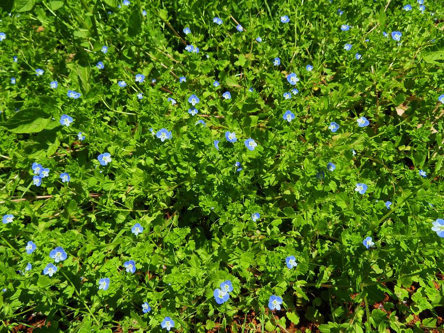 Beautiful Weeds in My Garden Photograph by Susan Lindblom - Fine Art ...