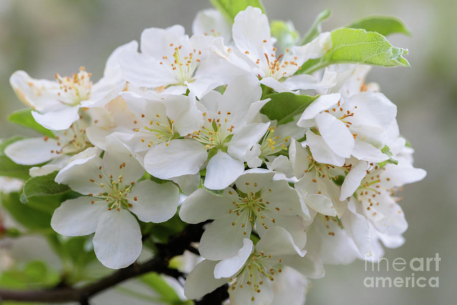 Beautiful White Apple Blossoms Photograph by Janice Noto | Fine Art America