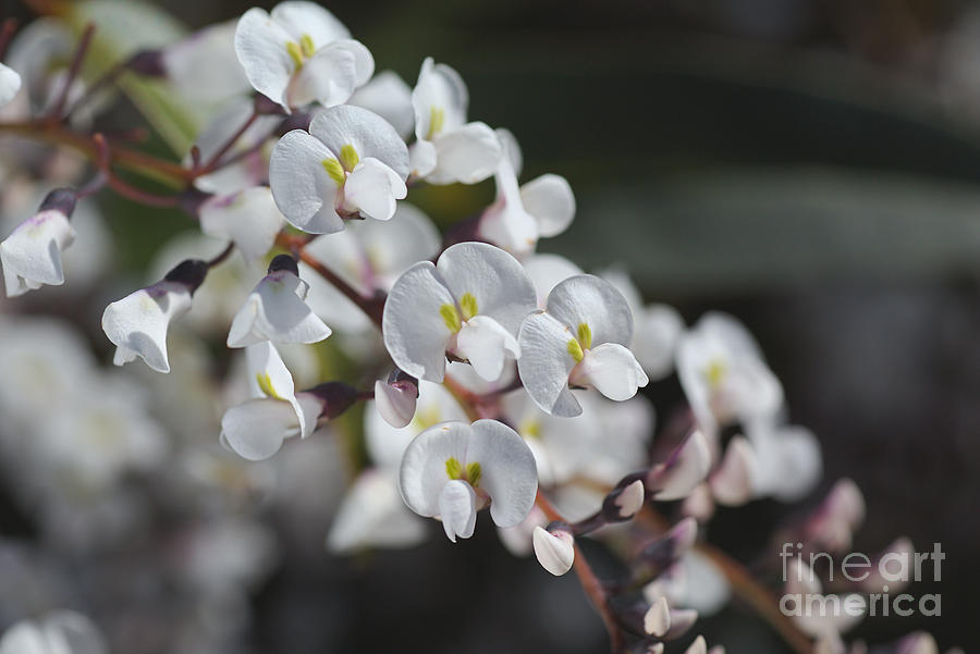 Beautiful White Coral Pea Flowers  Photograph by Joy Watson