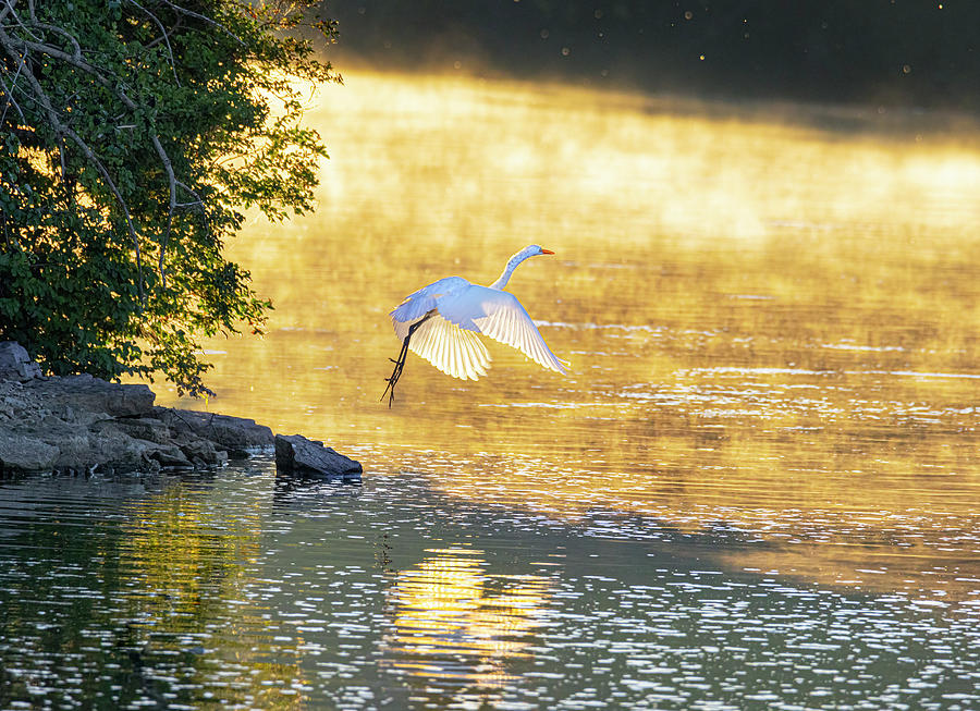 Wildlife Photograph - Beautiful white egret flies out over sunlit steaming waters 2 by James Brey