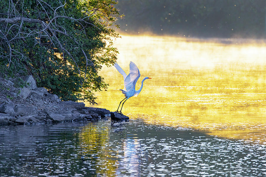 Wildlife Photograph - Beautiful white egret flies out over sunlit steaming waters 3 by James Brey