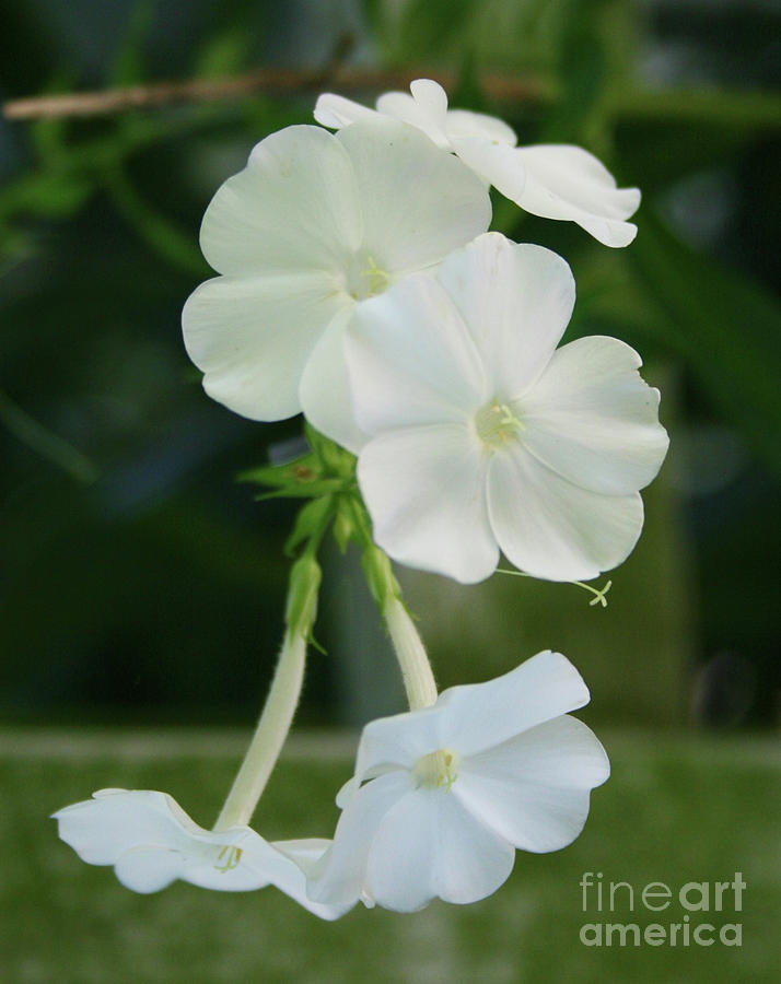 Beautiful White Flowers Photograph by Norma Appleton