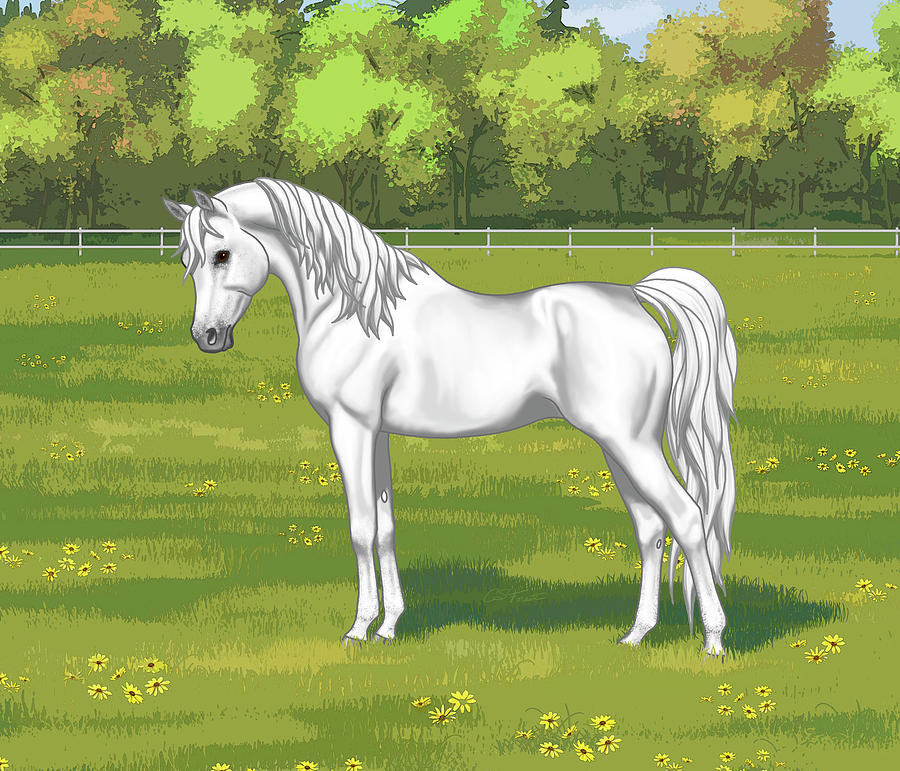 Beautiful White Gray Arabian Horse In Summer Pasture Painting by Crista Forest