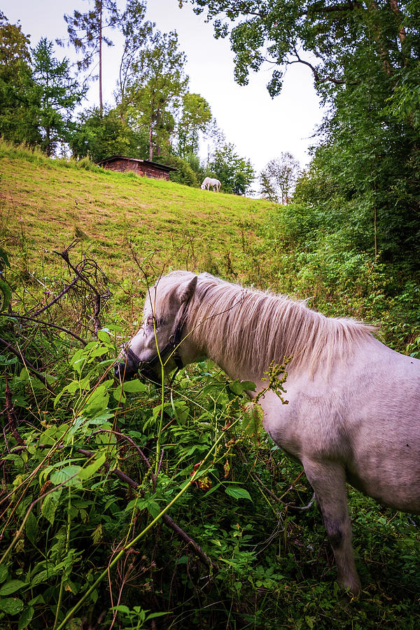 Beautiful white horse grazing in the grass field in a country side Photograph by Arpan Bhatia