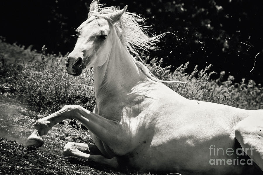 Beautiful White Horse Laying Down Photograph by Dimitar Hristov