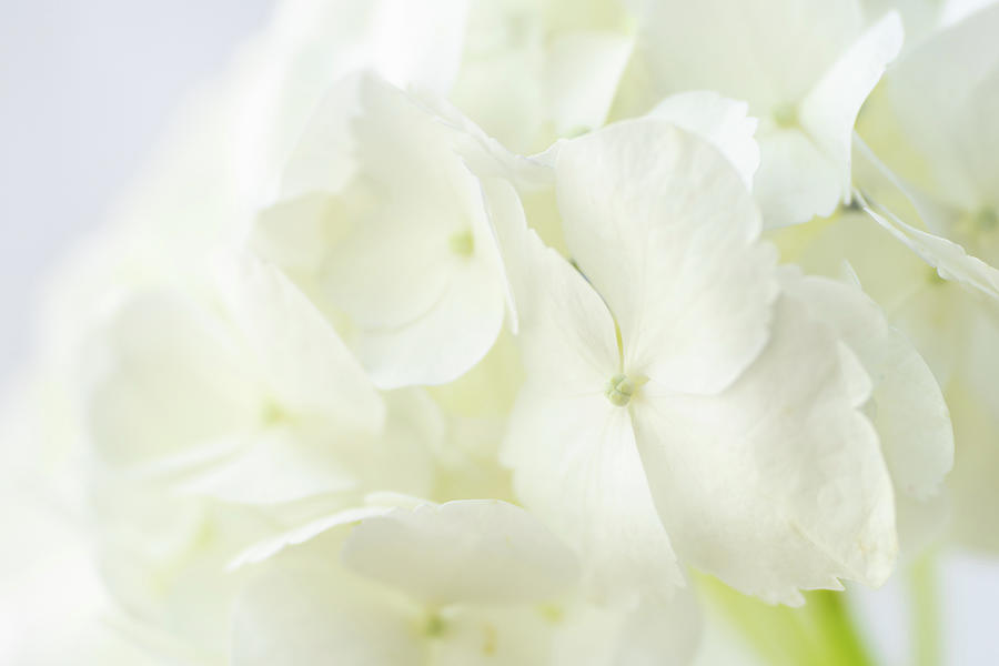 Beautiful White Hydrangea Photograph by Tina Horne Beautiful White Hydrangea Photograph by Tina Horne