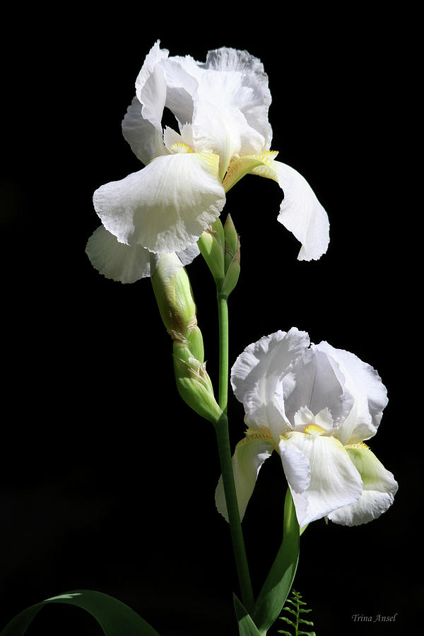Flower Photograph - Beautiful White Irises by Trina Ansel