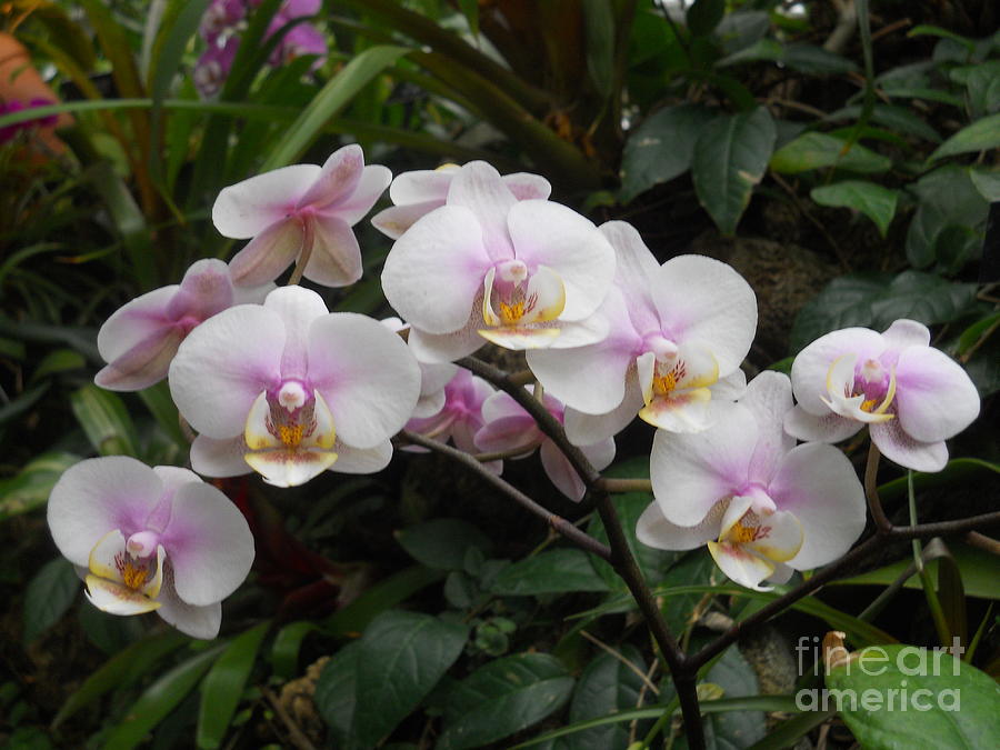 Beautiful white orchids Photograph by M c Sturman