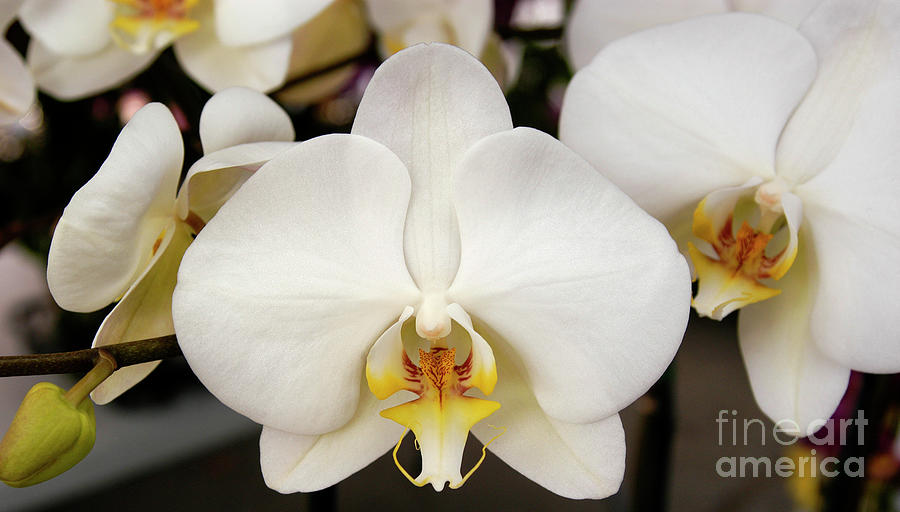 Beautiful white orchids with yellow and a splash of red in the center. Photograph by Gunther Allen