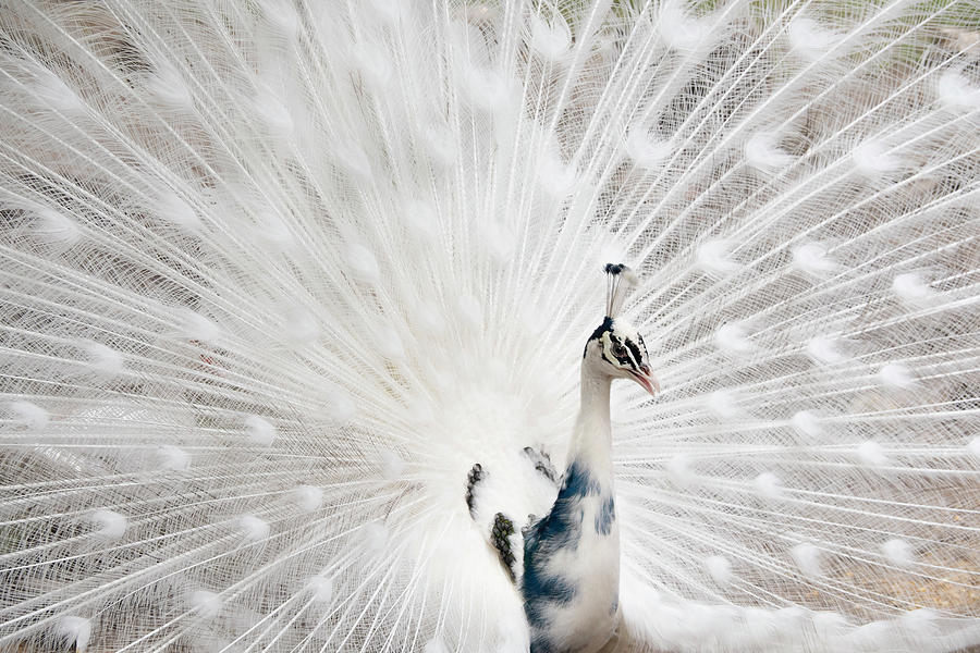 Beautiful White Peacock Photograph by Louise Tanguay