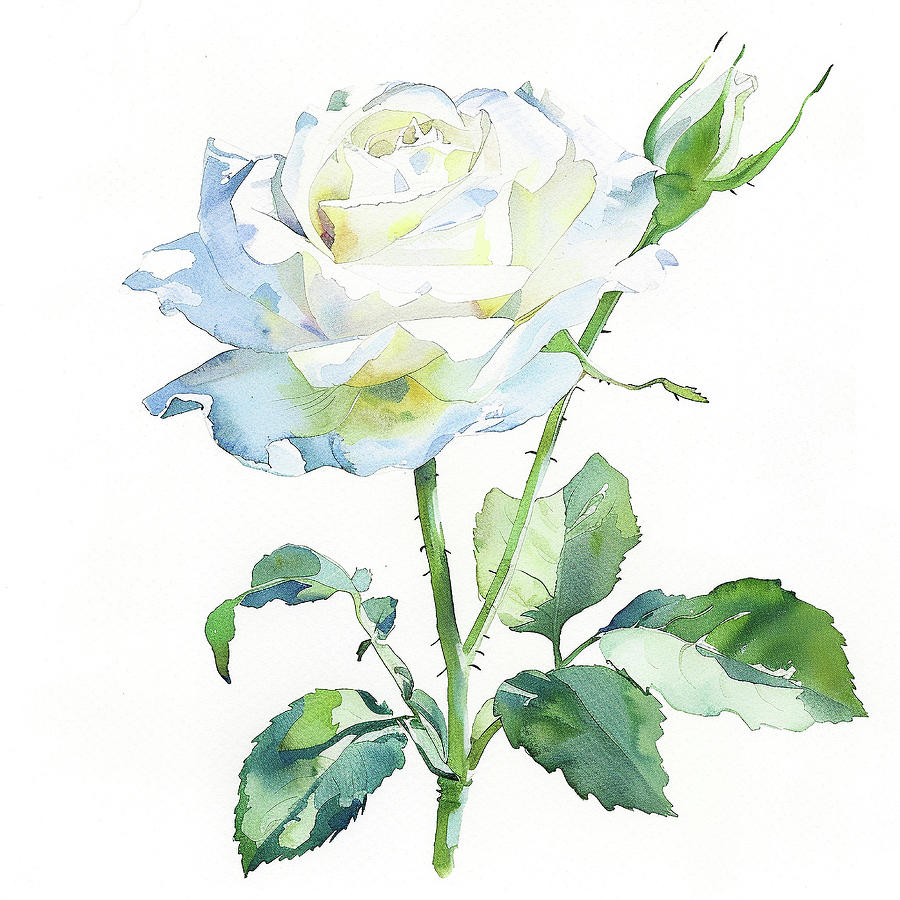 Beautiful White Rose Painting
