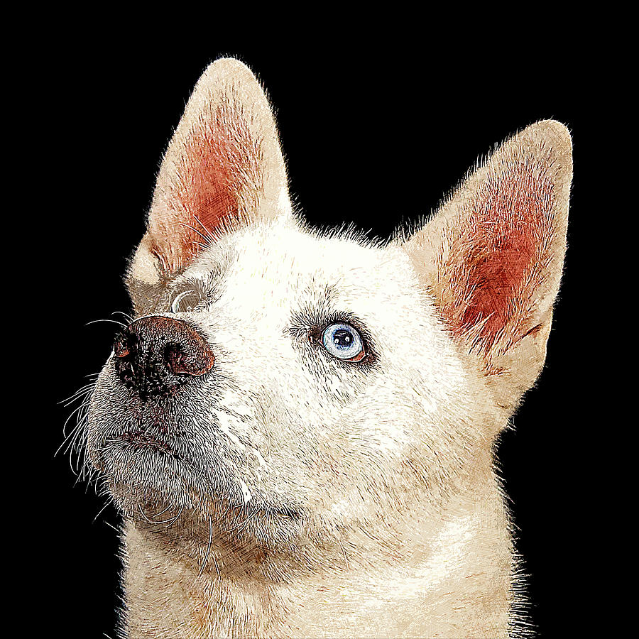 Beautiful White Siberian Husky Dog Painting by Custom Pet Portrait Art Studio