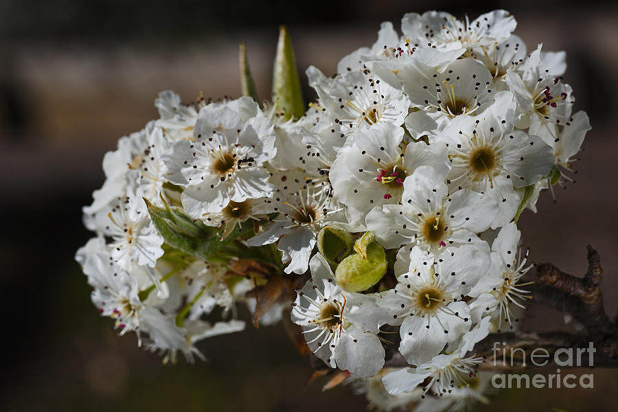 Beautiful White Spring Blossom Photograph by Joy Watson