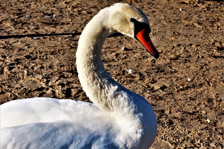 Beautiful White Swan Photograph