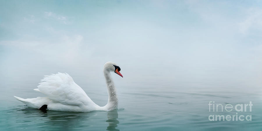Beautiful White Swan Swimming In Water. Fine Art Nature With Wil Photograph