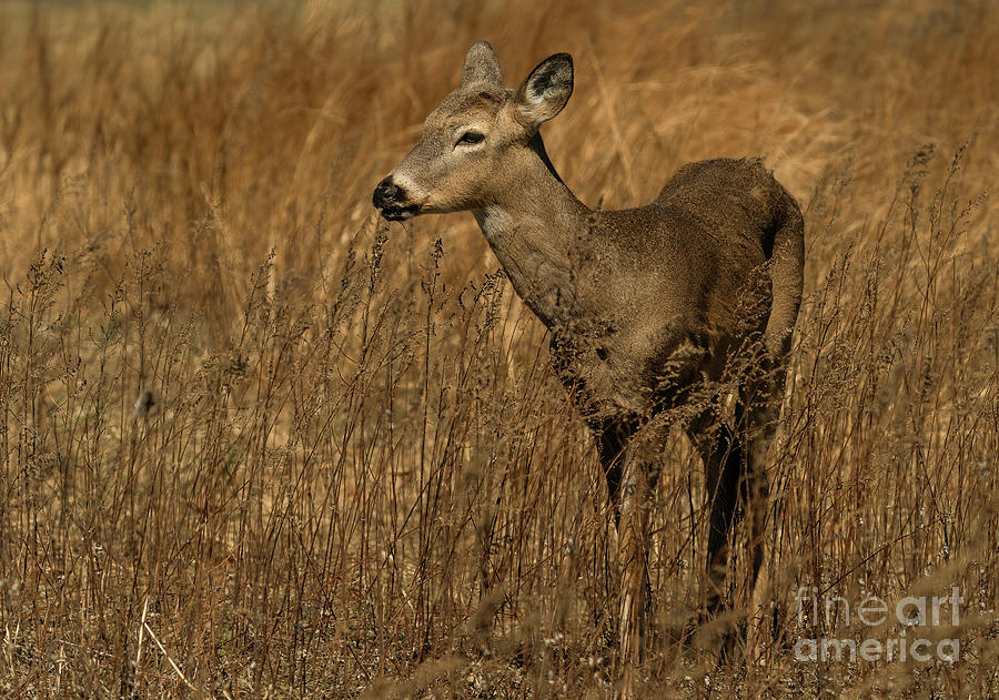 Beautiful white tailed deer Photograph by Sam Rino