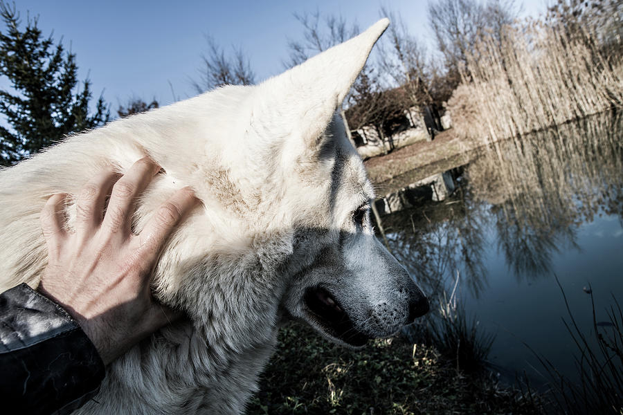 Beautiful White Wolf Dog Portrait Photograph By Marko Milic