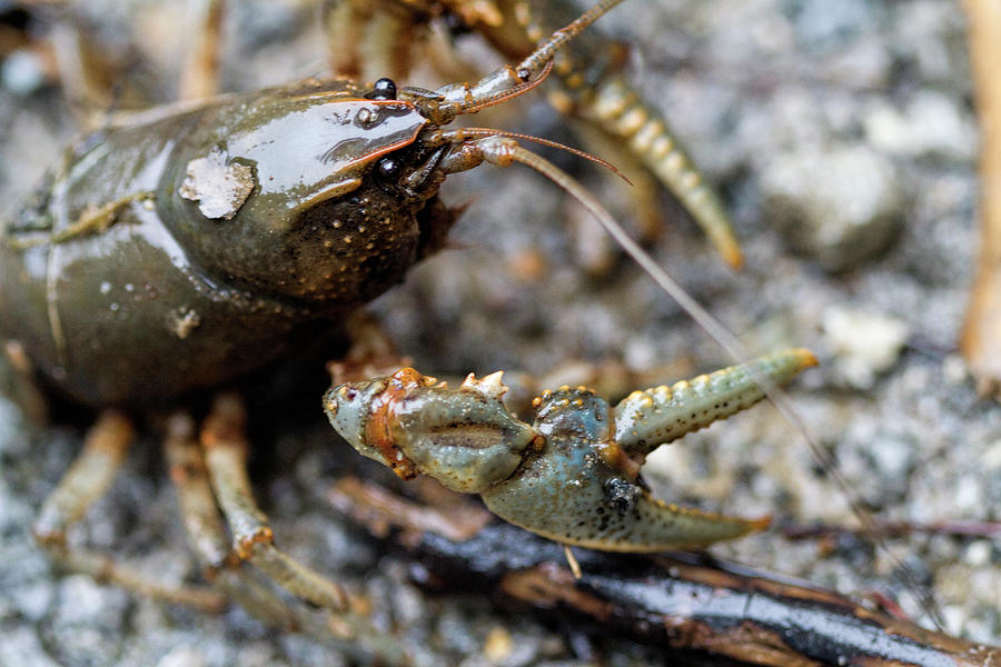 Beautiful Wild Alabama Crayfish Photograph by Kathy Clark