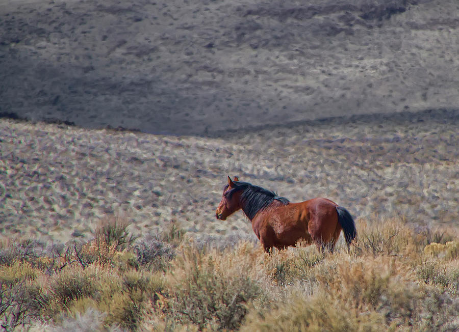 Beautiful wild Bay stallion  Photograph by Waterdancer