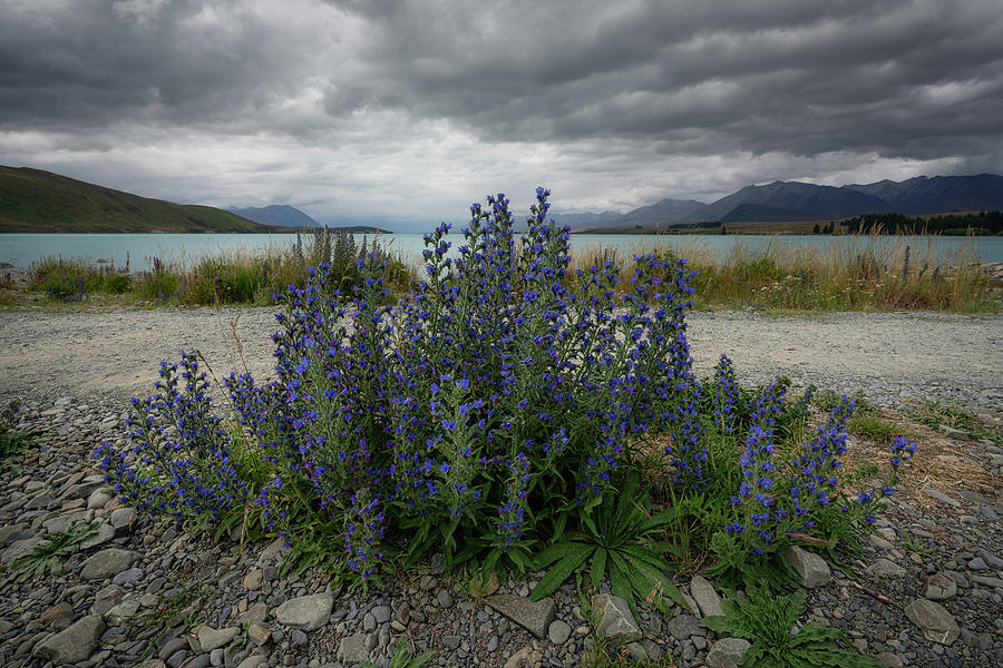 Beautiful wild flowers on the shore of Lake Tekapo Photograph by Anges Van der Logt