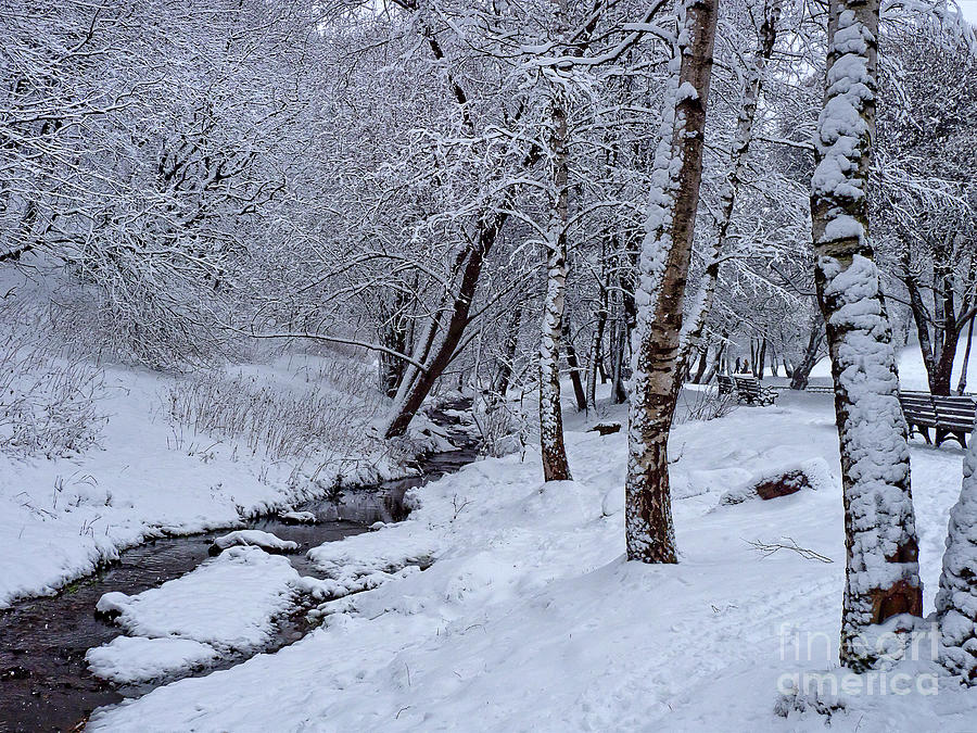 Winter Wonderland Photograph by Tatiana Bogracheva