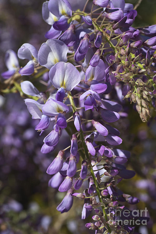 Beautiful Wisteria A Spring Delight Photograph by Joy Watson
