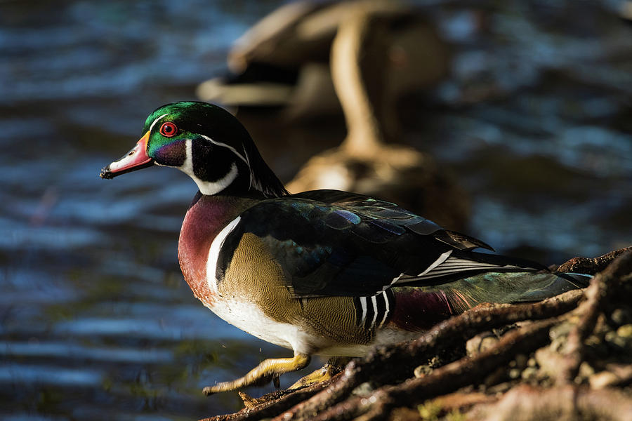Beautiful Wood duck 2 Photograph by Michelle Pennell