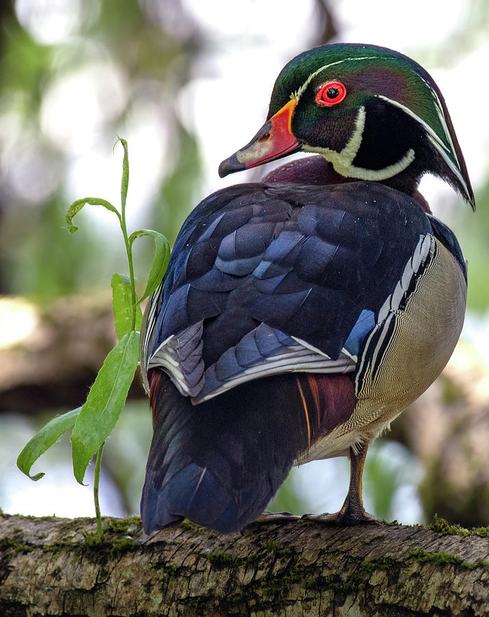 Beautiful Wood Duck Photograph by Jerry Cahill