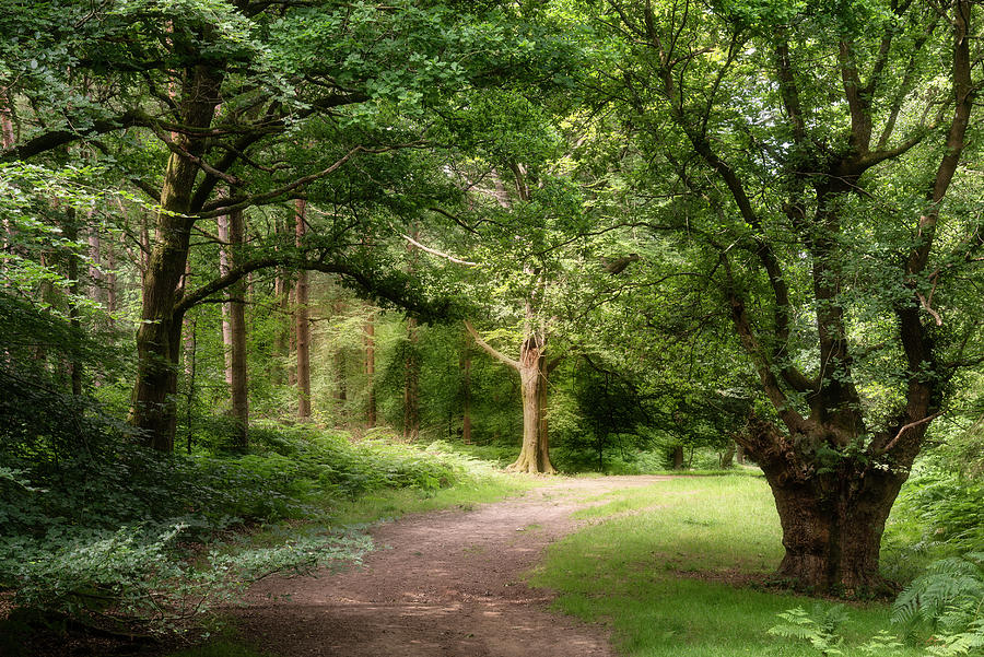 Beautiful woodland landscape image during Summer with evening su ...