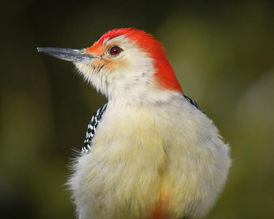 Beautiful Woodpecker Photograph by Michelle Wittensoldner